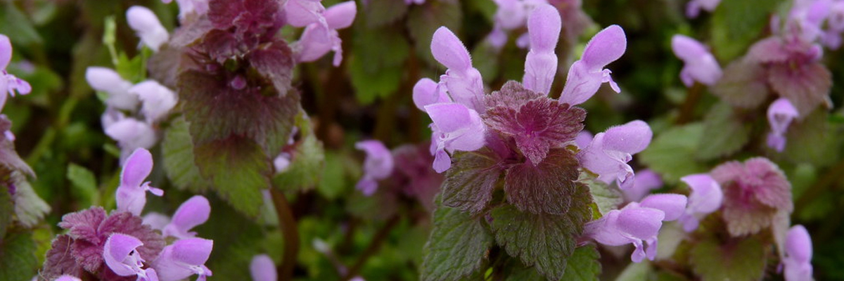 Dead Nettle